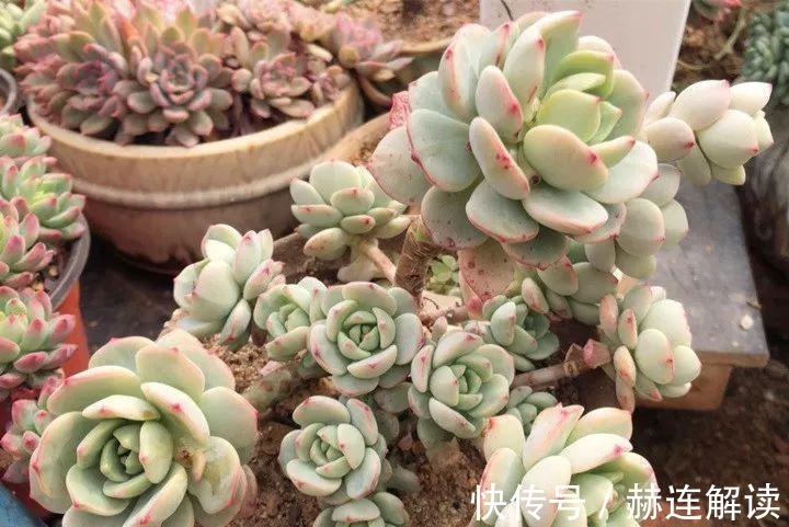 艾伦|姐姐养了9年的多肉,没有买肥就用它,个个长成精!