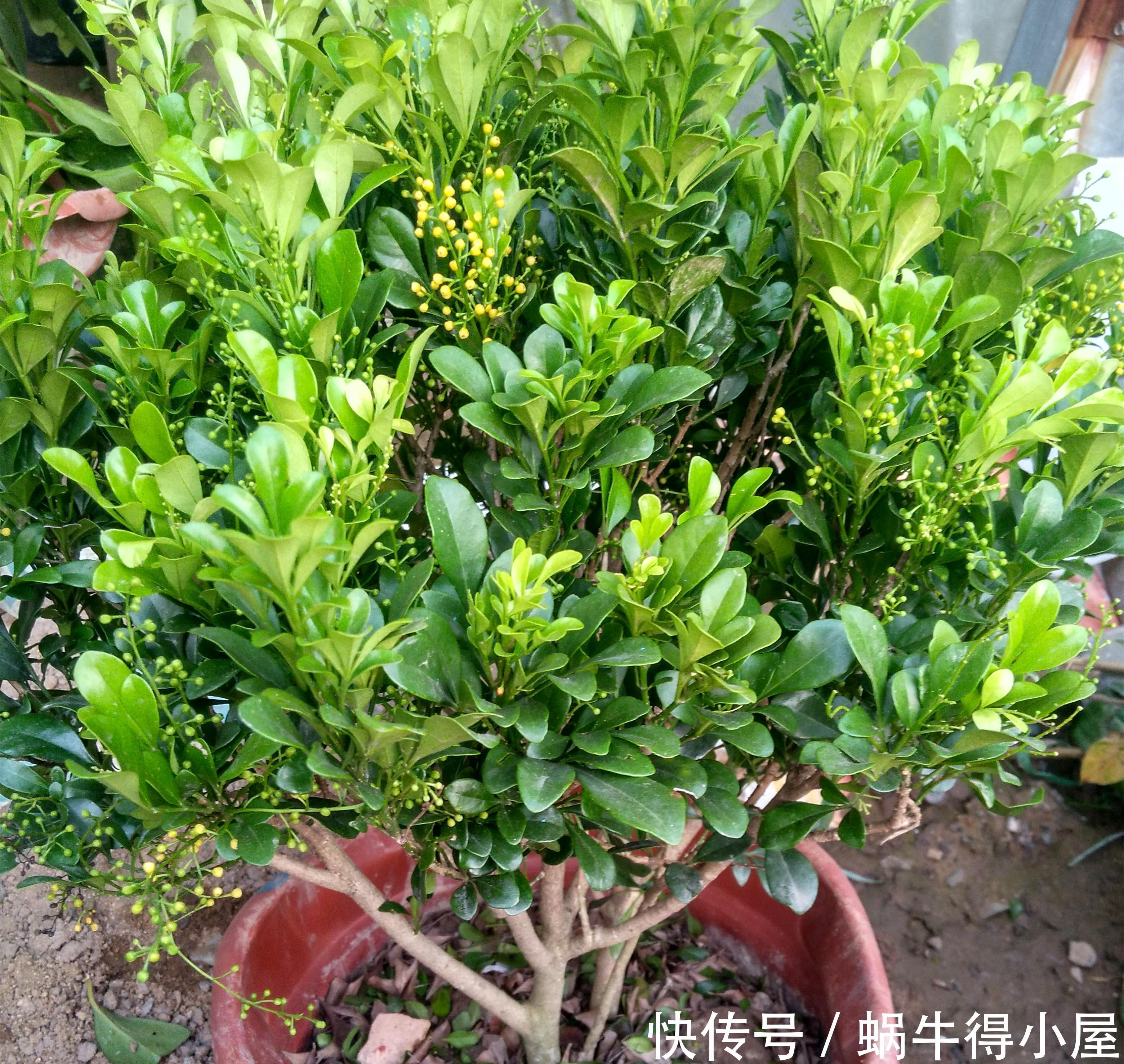 阳台|4种漂亮花,自带“体香”,阳台养一盆,满屋香水味