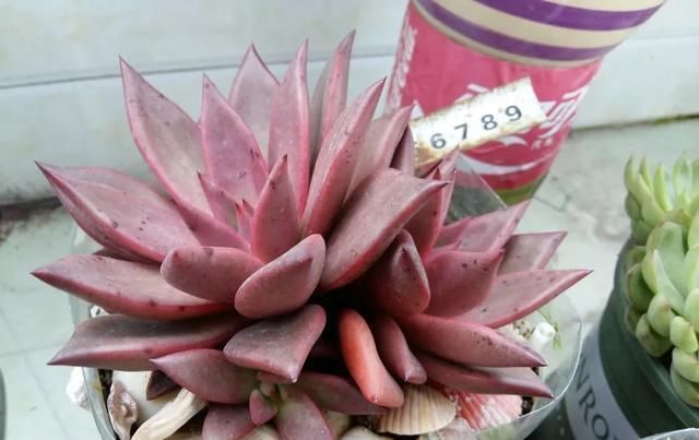 白根|只要家里有油桶,就不用花钱买花盆多肉种在油桶里,叶子胖嘟嘟