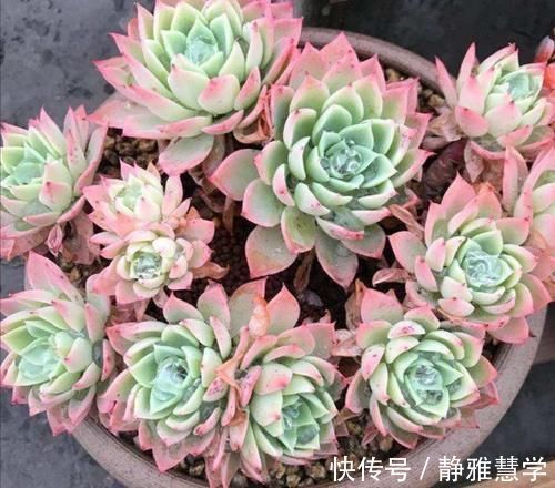 马上要降温了，多肉植物怕冻吗？这几点要注意