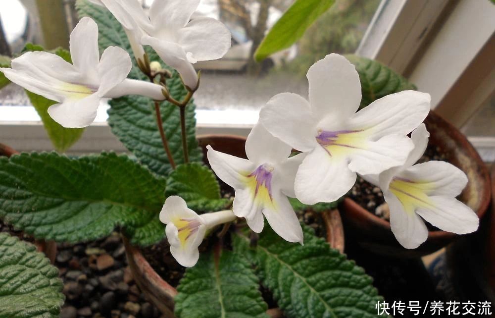  植物|耐阴室内开花植物“大家族”，低光照可开花，植株小巧，适合新手