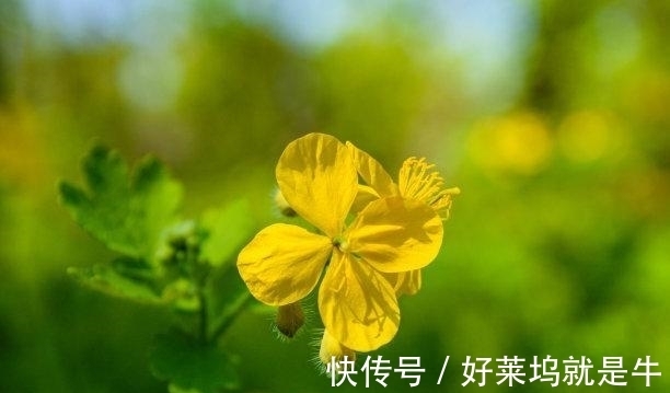 蛇女|未来9天，回首往昔，爱火重燃，旧爱归来，爱火复燃，幸福相拥