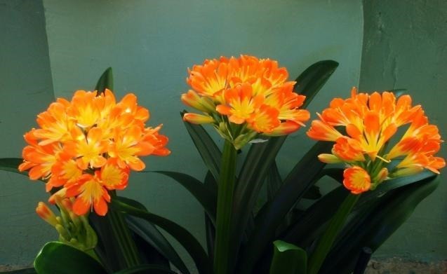 养君子兰不开花“年龄”到了，“冻”一下“热”一下，盆盆开爆