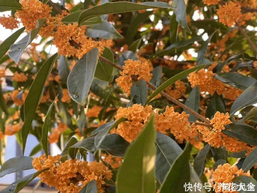 入夏前，10种花要赶紧施肥，不然以后没花看