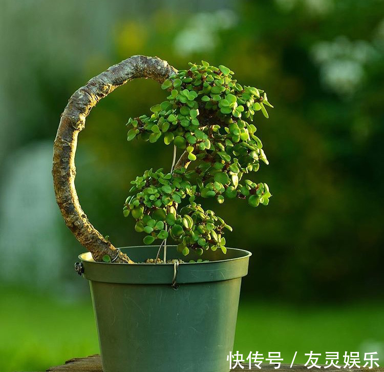 养出“这样的”金枝玉叶,需要“硬功夫”,学会4招,一盆上千块