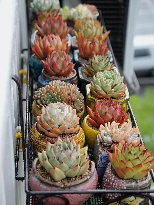 阳台太小养不了花，教你3个小妙招，小阳台轻松变成小花园