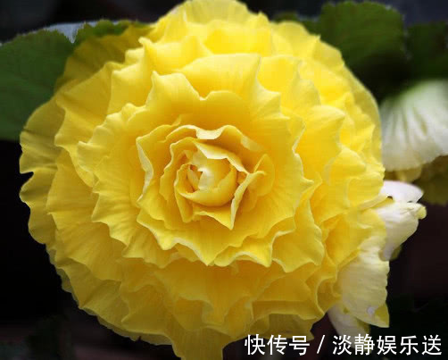 妙招|球根海棠怎么养更漂亮教你3个小妙招，养出最美的球根海棠