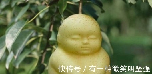 梨园|女子路过一梨园,发现梨树上长着“人参果”,走近后她乐开了花