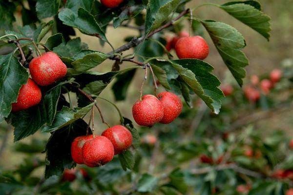 黄酮类物质|这种果子功效多,每天吃三颗 ,降三高、强心脏都不在话下