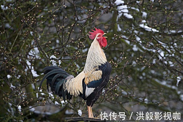 婚姻|揭秘生肖鸡的婚姻和命运，年老了有谁相守一生，属鸡人来看看吧！