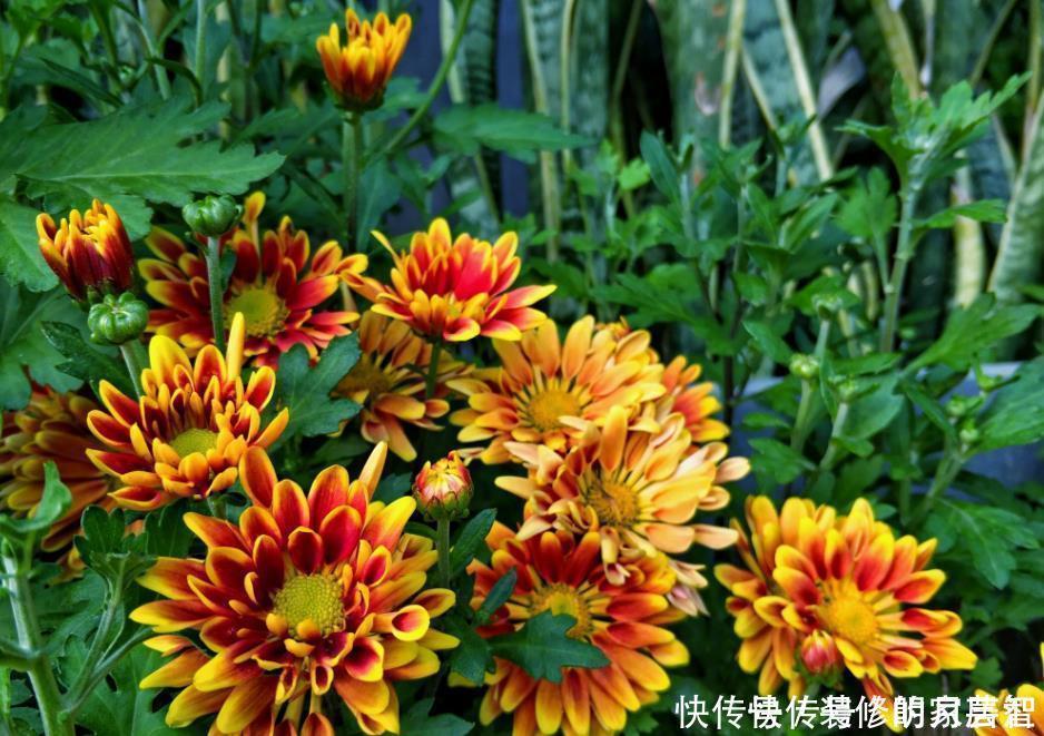 5种晒不死的花,一年四季都开花,不养它们别说你喜欢养花