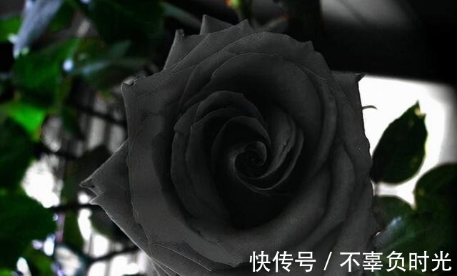 世界上最罕见的花——黑色玫瑰