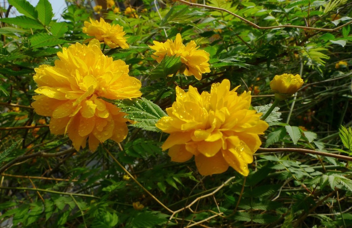 此花代表了一种尊贵的地位,观赏价值极高,象征着高贵和尊贵