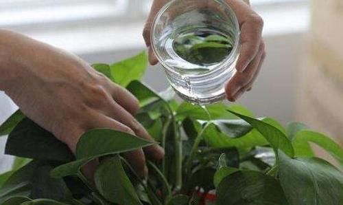  盆栽植物|花卉盆栽买回来，一定注意此几个细节