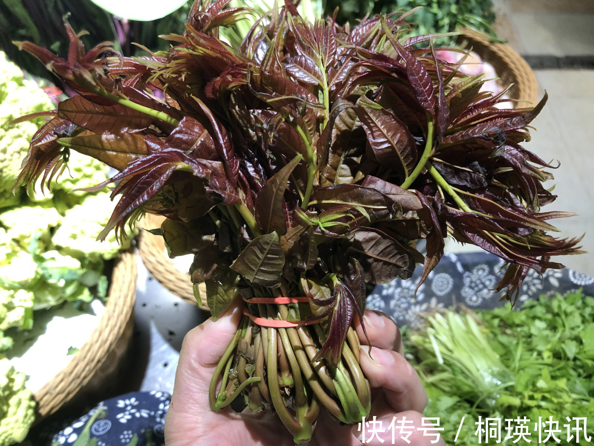 蒲公英|春天一道,这8样受欢迎的“养生菜”别错过,贵点也要尝尝鲜!