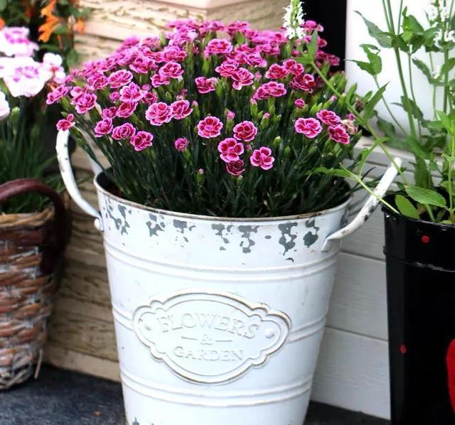 这花真好养,新手也能上手,家里养几盆,花繁色艳,漂亮极了