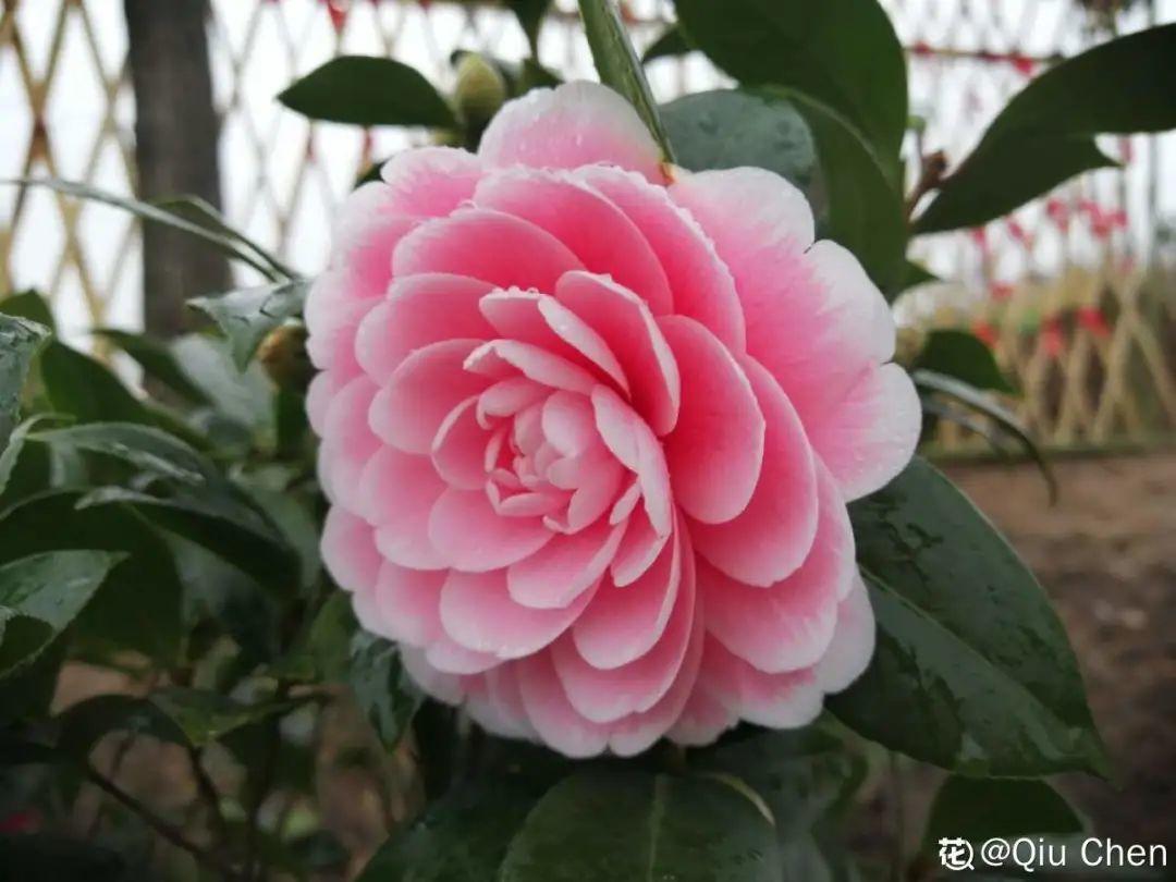 再穷也要养长寿花,寓意好、开花美,养人又养家!