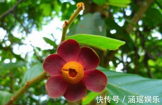 祛风|农村这些野果,能治消化不良,活血通络,补虚止血,效果显著