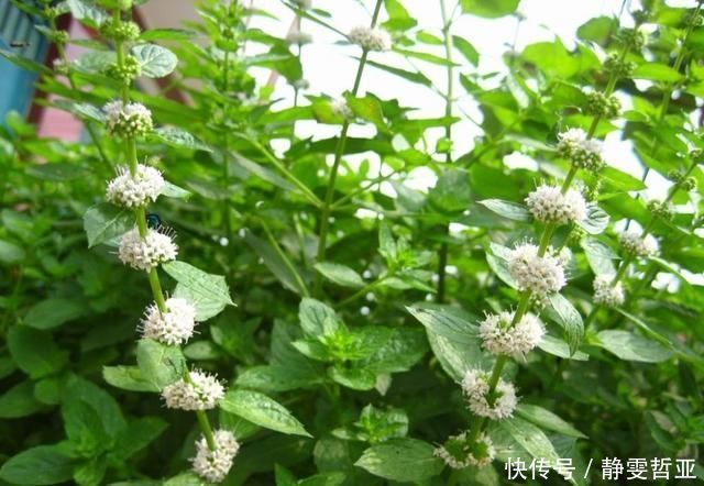 家庭养6种花“要当心”,容易出现“生物入侵”,天天起来要清理