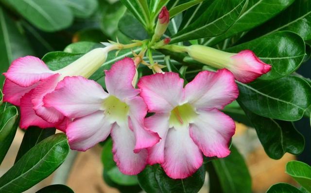 沙漠玫瑰到了花期，怎么尽快开花首先这几点要做好