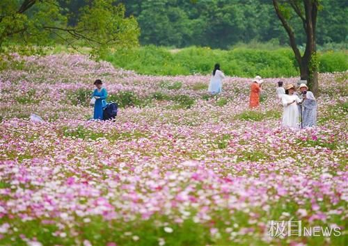 快来打卡！光谷现200亩“水彩”花海