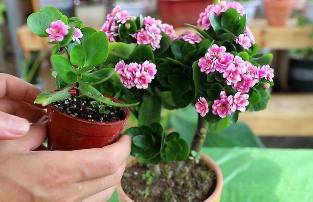 换盆一定要浇“定根水”别傻,3种花别浇,不然黑腐又烂根