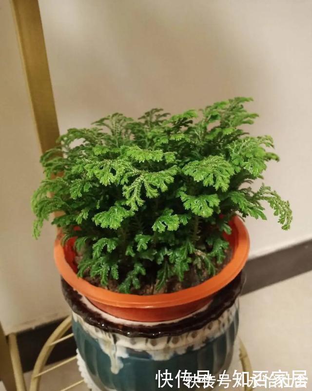 养花技巧:折腾不死的25种花,咋养都爆盆,懒人最适合