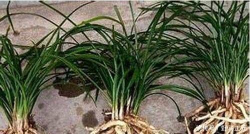 观赏价值|它是最厉害的天然壮根剂,公园捡点“煮一煮”,兰花“爆盆”不黄叶