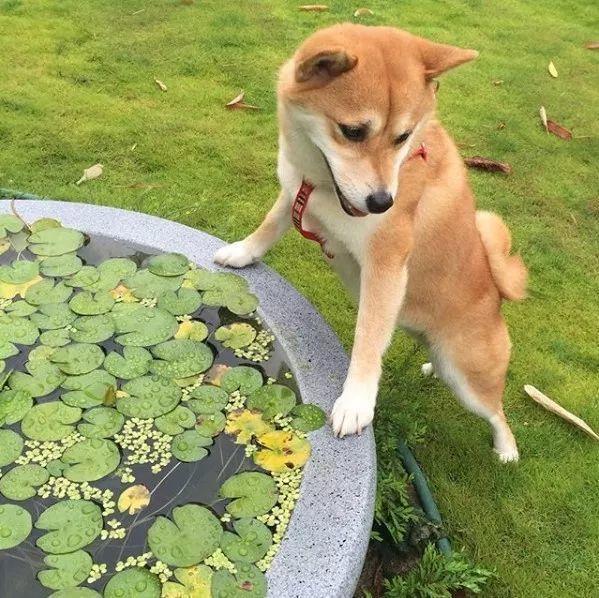 30斤的大水缸,拿来养花成宝贝,怪不得都抢着要