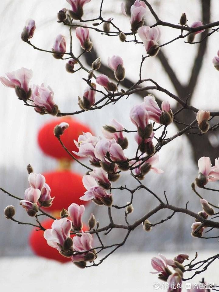 大明湖|春来静悄悄，济南大明湖畔的玉兰花都开了！