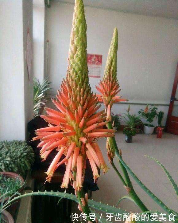 10大健康花,建议养一盆,不但能吸废气制氧气,还好养贵气