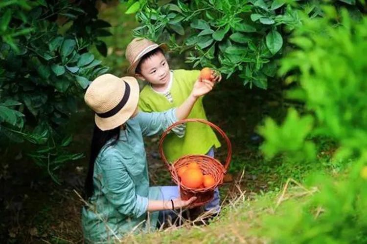  美味|欲罢不能！这道闽西名菜，滋补又美味！