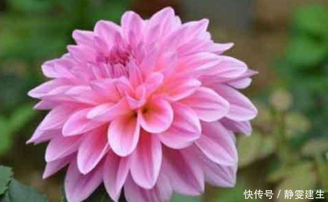 4种花,扔土里就能开花,花期长,颜色丰富,年年开花美翻