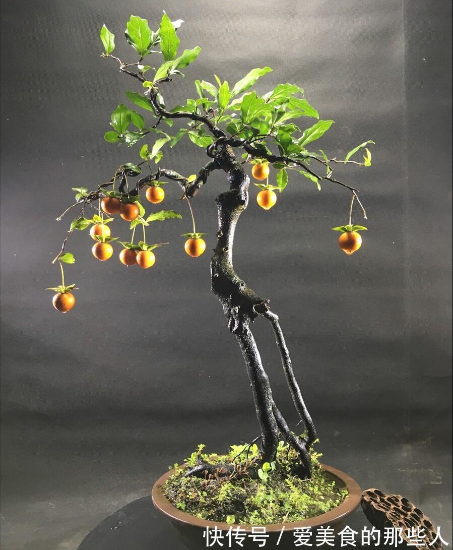 7种“吉祥果”，家里种一棵，喜气洋洋又“富贵”