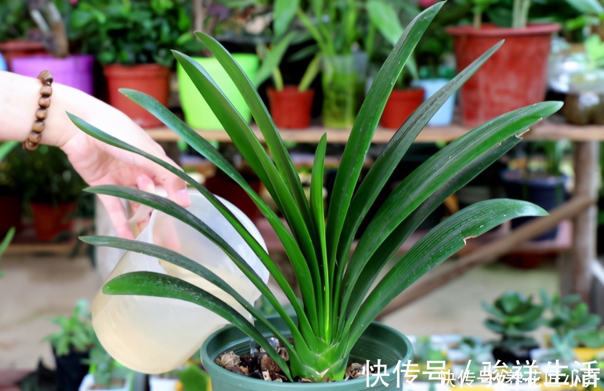 君子兰|想君子兰叶子长得好,施肥是关键,在它生长季节,要补充这两种肥