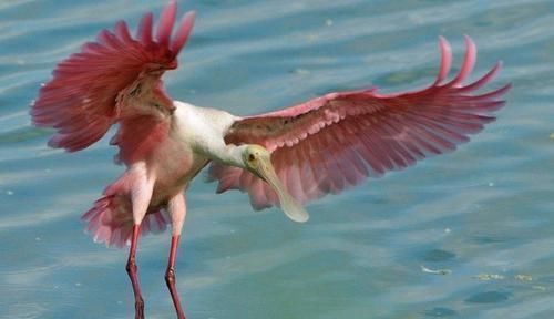 飞机 飞机会因失速而坠毁,那鸟会失速吗?失速又是怎么一回事呢?