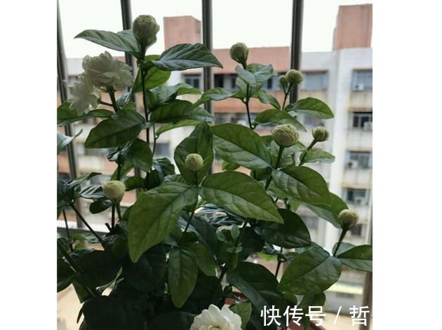 牛粪|茉莉花盆里埋了1宝贝,没见过一次开花那么多,还那么勤开花!
