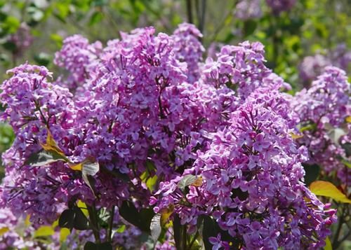 茉莉花|4种漂亮花，自带“体香”，阳台养一盆，满屋香水味