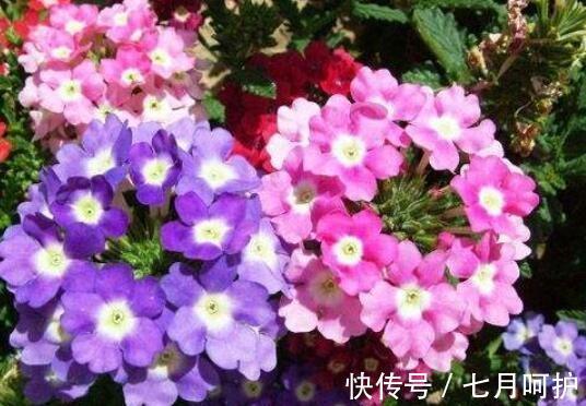 农历十一月大雪过后,养什么花?家里养3种花,健康长寿吉祥如意