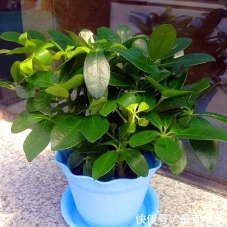 几种花养家里空气好、有益于身体健康!