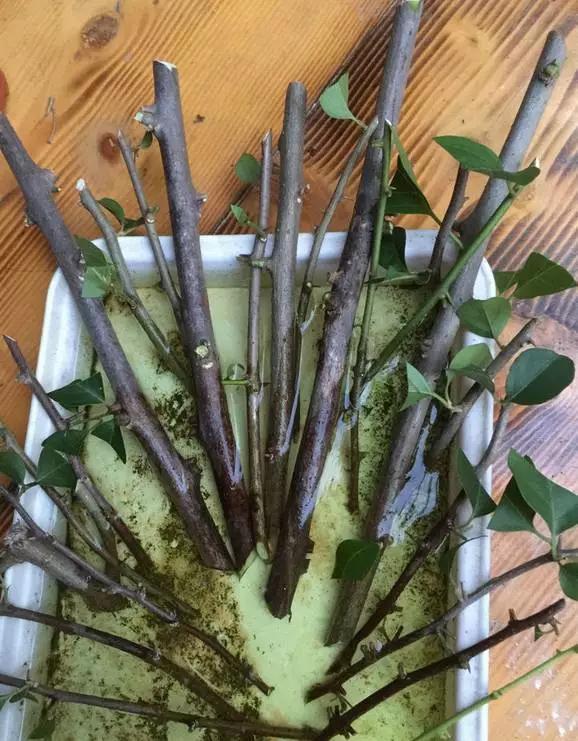 盆景|三角梅养成盆景又美又飒,爬成花墙热情浪漫,爆花成球秘诀在这