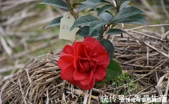 花中娇客|中国传统名花“花中娇客”,30种茶花一开,美了十里八乡