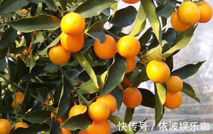 花盆|只养花太单调,家中也可以盆栽果树,有3种果树,盆栽结果量大