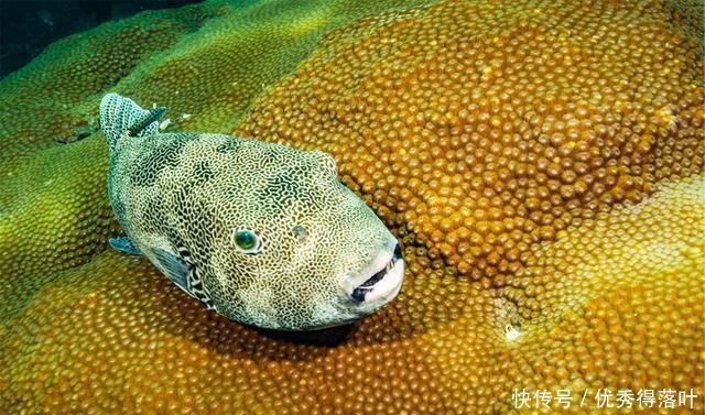 红烧|红烧鲃鱼闪亮登场,将诗与远方一下子拉至一双筷尖上