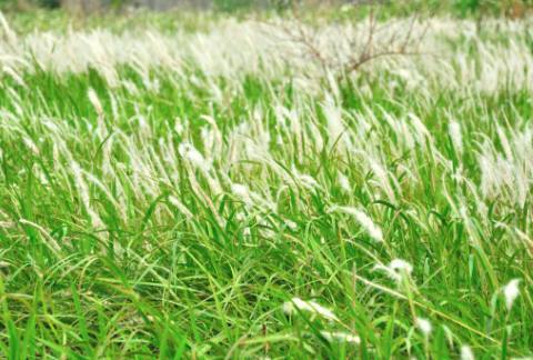 白头草|农村最贵的几种野草，千元一斤，现如今都很少见到！