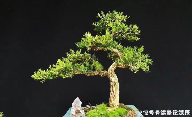 盆景|不管家中再小,一定要摆放上一盆“木中君子”