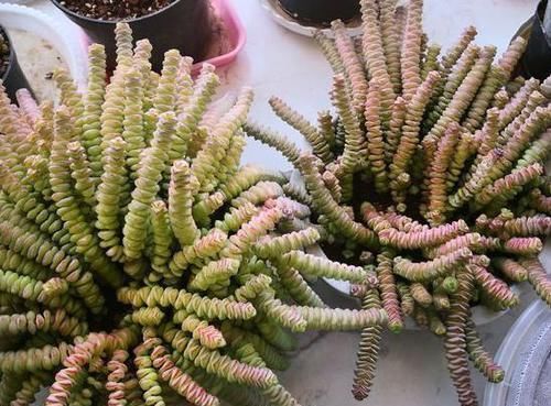 养多肉植物钱串景天,注重4个地方,叶肥芽多,轻松爆盆!