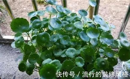 茉莉花|家里养殖的花卉在度夏时,最怕的不是温度高,而是怕乱浇水