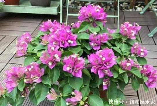 扦插|养花防治黄叶烂根、虫害有技巧6个小动作,让你应对游刃有余