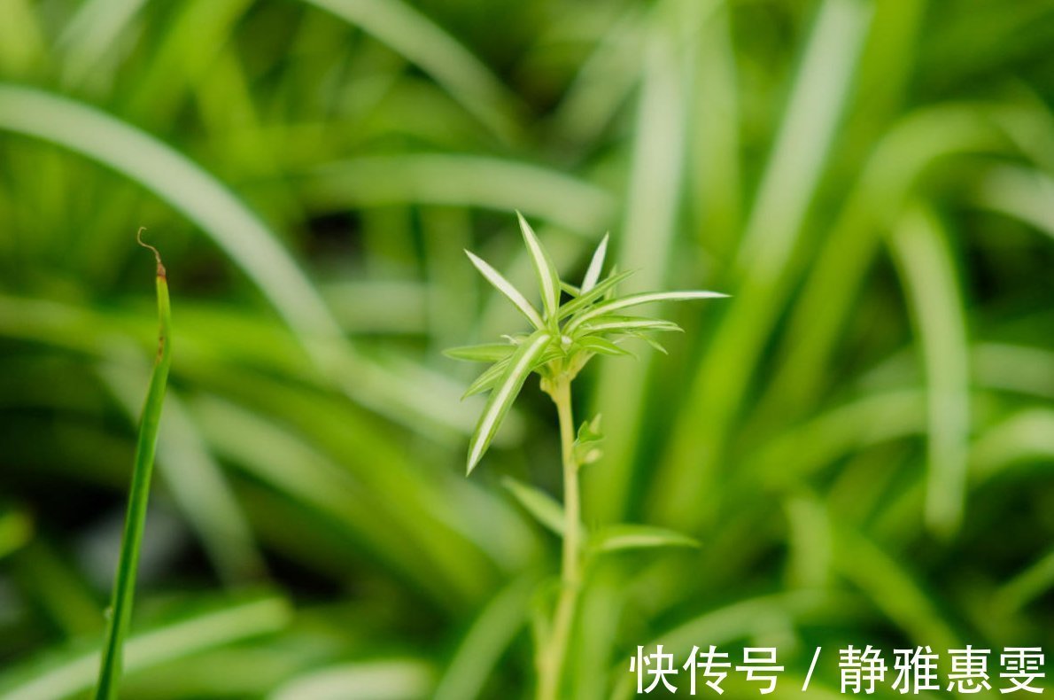 干枯|为什么吊兰总干尖?4个原因导致,对症下药好得快